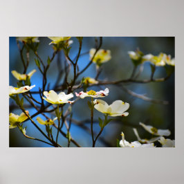 Dogwood Blossom, Poster
