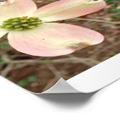Dogwood Blossom Poster (Ecke)