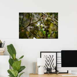 Dogwood Blossom, Poster