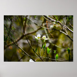 Dogwood Blossom, Poster