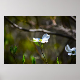Dogwood Blossom, Poster