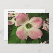 Dogwood Blossom Postkarte (Vorne/Hinten)