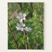 Dogwood Blossoms Calendar by Janz Planer (Rückseite)