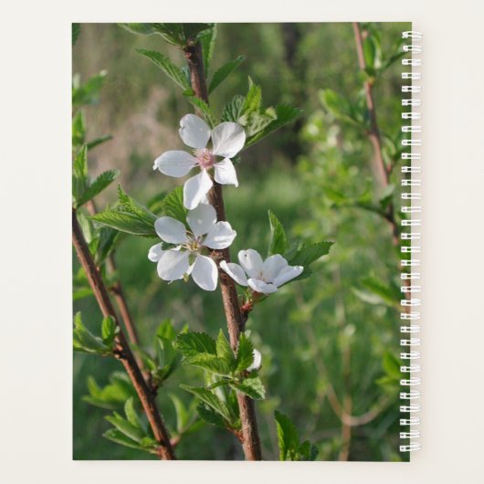 Dogwood Blossoms Calendar by Janz Planer (Rückseite)