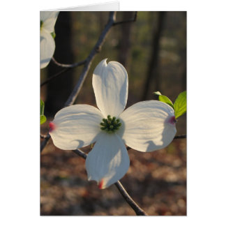 Dogwood blühend - Maßgeschneidert2
