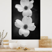 Dogwood blüht in Schwarz und Weiß Poster (Küche)