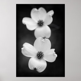 Dogwood blüht in Schwarz und Weiß Poster