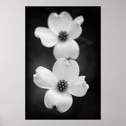Dogwood blüht in Schwarz und Weiß Poster (Vorne)