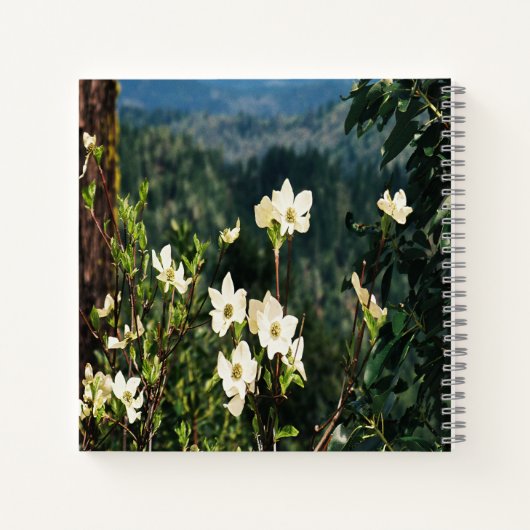 Dogwood blüht...... notizblock (Rückseite)