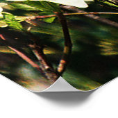 Dogwood blüht...... poster (Ecke)