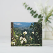 Dogwood blüht......... postkarte (Stehend Vorderseite)