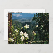 Dogwood blüht......... postkarte (Vorne/Hinten)