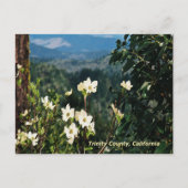 Dogwood blüht......... postkarte (Vorderseite)