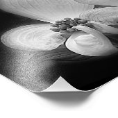 Dogwood blüht schwarz und weiß fotodruck (Ecke)