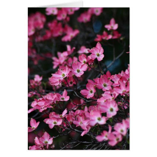 Dogwood-Blume (Vorne)