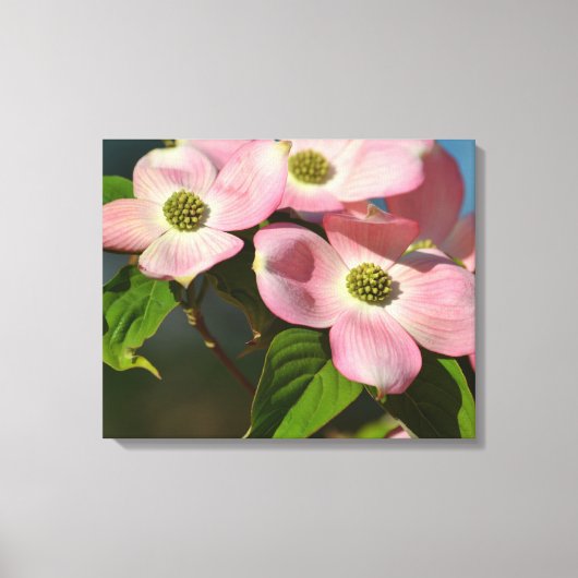 Dogwood-Blume im Frühjahr Leinwanddruck (Vorderseite)