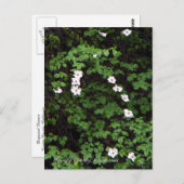 Dogwood-Blume im Wald... Postkarte (Vorne/Hinten)