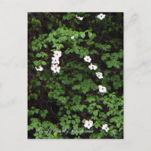 Dogwood-Blume im Wald... Postkarte