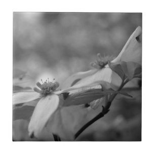 Dogwood-Blume in Schwarz und Weiß Fliese