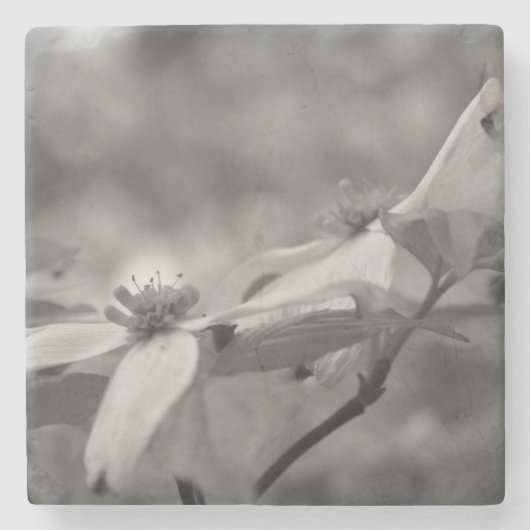 Dogwood-Blume in Schwarz und Weiß Steinuntersetzer (Vorderseite)