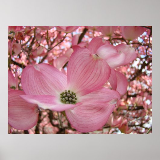 DOGWOOD Blume Naturkunst Prints Posters Poster (Vorne)