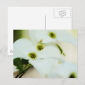 Dogwood-Blume Postkarte (Vorne/Hinten)