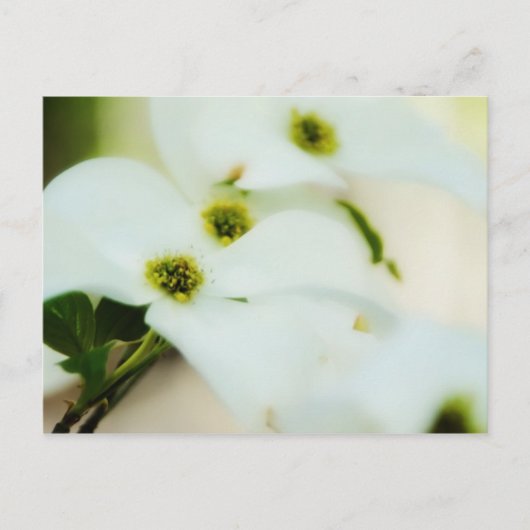 Dogwood-Blume Postkarte (Vorderseite)