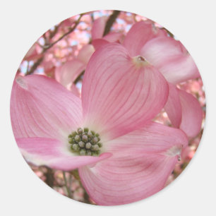 DOGWOOD BLUME Rosa 1 Karten Kunst Geschenke Tasse Runder Aufkleber
