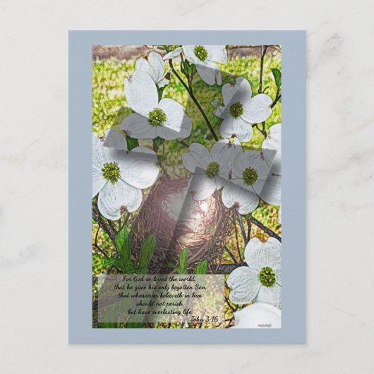 Dogwood Blume und Kreuz w/John 3:16 Postkarte (Vorderseite)