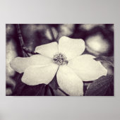Dogwood Blumen Poster (Vorne)
