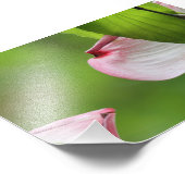 Dogwood-Blüte Fotodruck (Ecke)