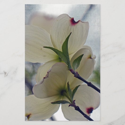 Dogwood-Blüten Briefpapier (Vorderseite)