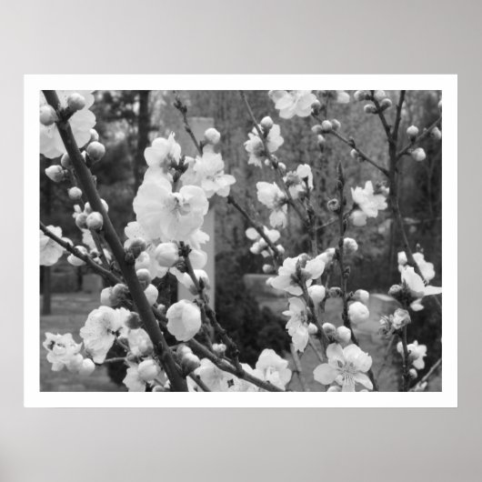Dogwood-Blüten Poster (Vorne)