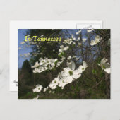 Dogwood-Blüten Postkarte (Vorne/Hinten)