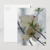 Dogwood-Blüten Postkarte (Vorne/Hinten)