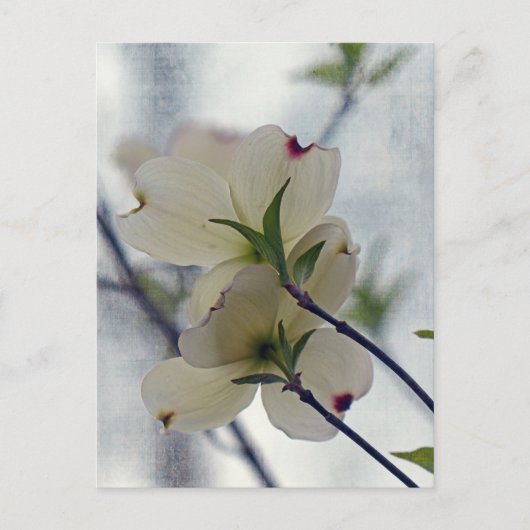 Dogwood-Blüten Postkarte (Vorderseite)