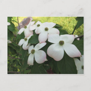 Dogwood-Blüten Postkarte