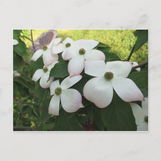 Dogwood-Blüten Postkarte (Vorderseite)