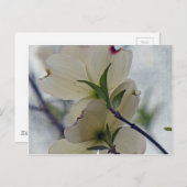 Dogwood-Blüten Postkarte (Vorne/Hinten)