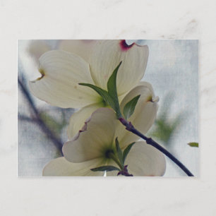 Dogwood-Blüten Postkarte