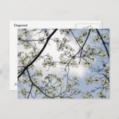 Dogwood-Blüten und Blue Sky Postkarte (Vorne/Hinten)