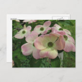 Dogwood Bundle Postkarte (Vorne/Hinten)