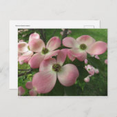 Dogwood Cluster Postkarte (Vorne/Hinten)