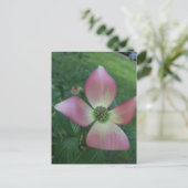 Dogwood Cross Postkarte (Stehend Vorderseite)