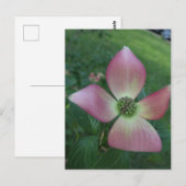 Dogwood Cross Postkarte (Vorne/Hinten)
