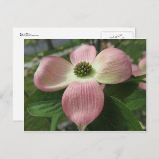 Dogwood Cross Postkarte (Vorne/Hinten)
