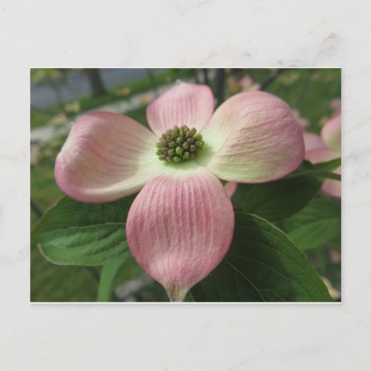 Dogwood Cross Postkarte (Vorderseite)
