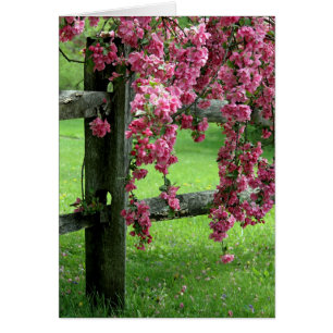 Dogwood Geburtstagskarte