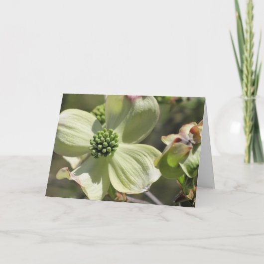 Dogwood Karte (Vorderseite)