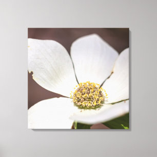 Dogwood Leinwanddruck